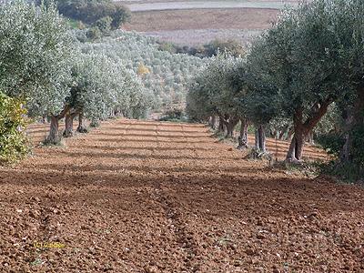 olive aratura1.jpg